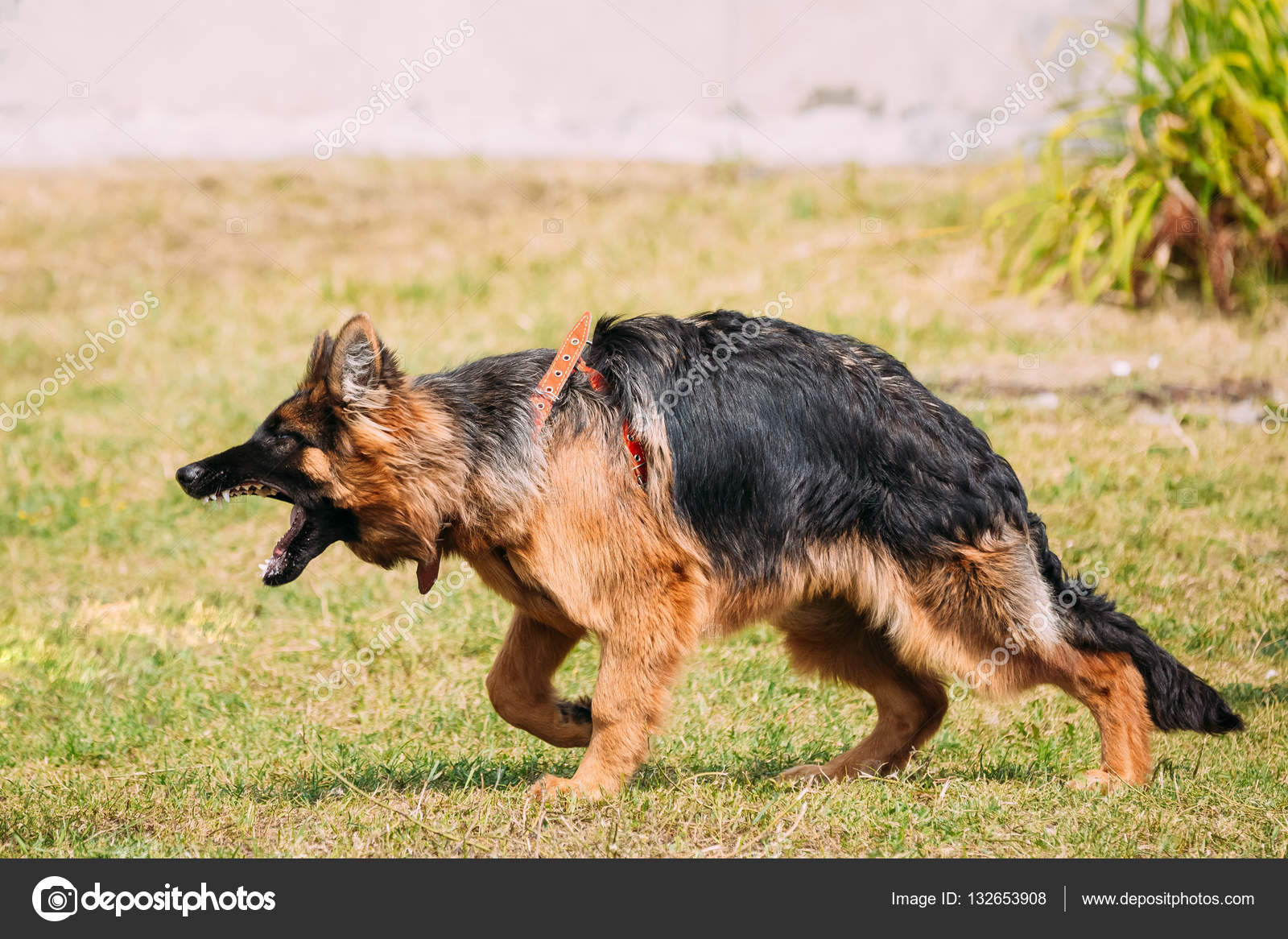 Anger Aggressive Long Haired German Shepherd Adult Dog Alsatian