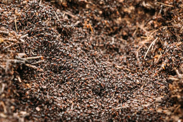 Background Of Red Ant Colony, Formica Rufa