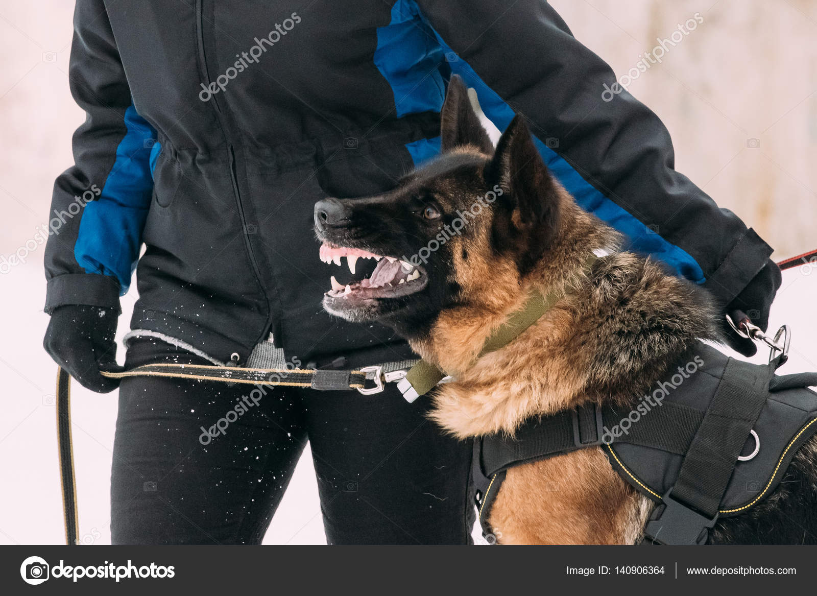Formation Des Chiens Adultes De Race Berger Allemand Ou