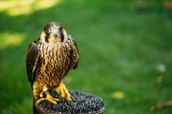 The peregrine falcon on green grass background