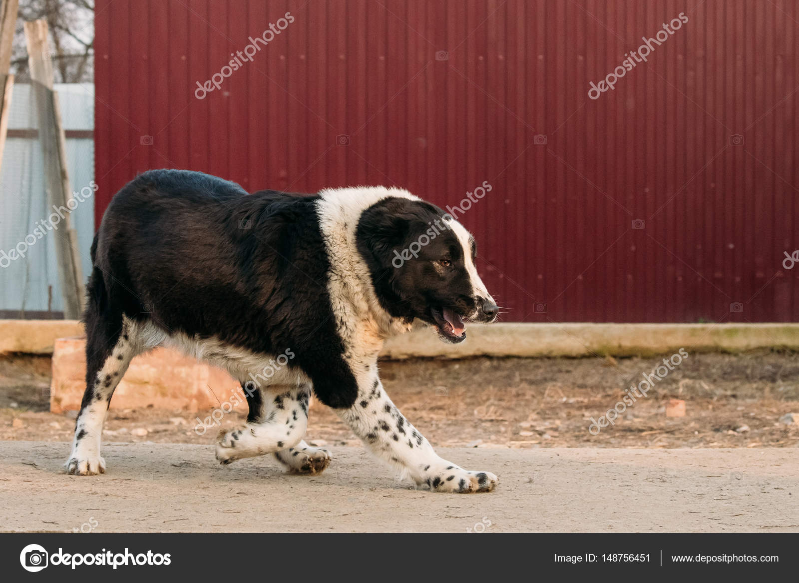 Chien De Berger Dasie Centrale Alabai Une Ancienne Race
