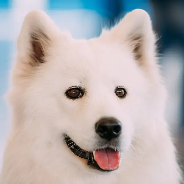Happy White Samoyed Bjelkier Dog