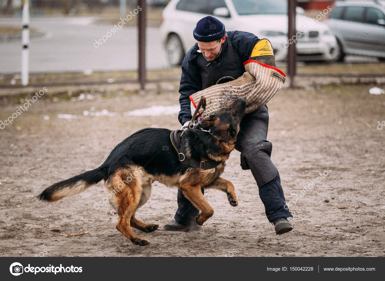 German shepherd dog training. Biting dog. Alsatian Wolf Dog. Deutscher