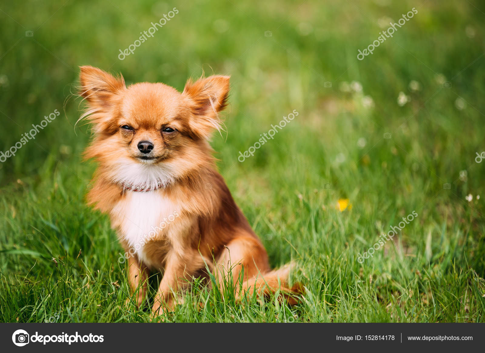 Belle Jeune Drôle Rouge Brun Et Blanc Petit Chihuahua Chien