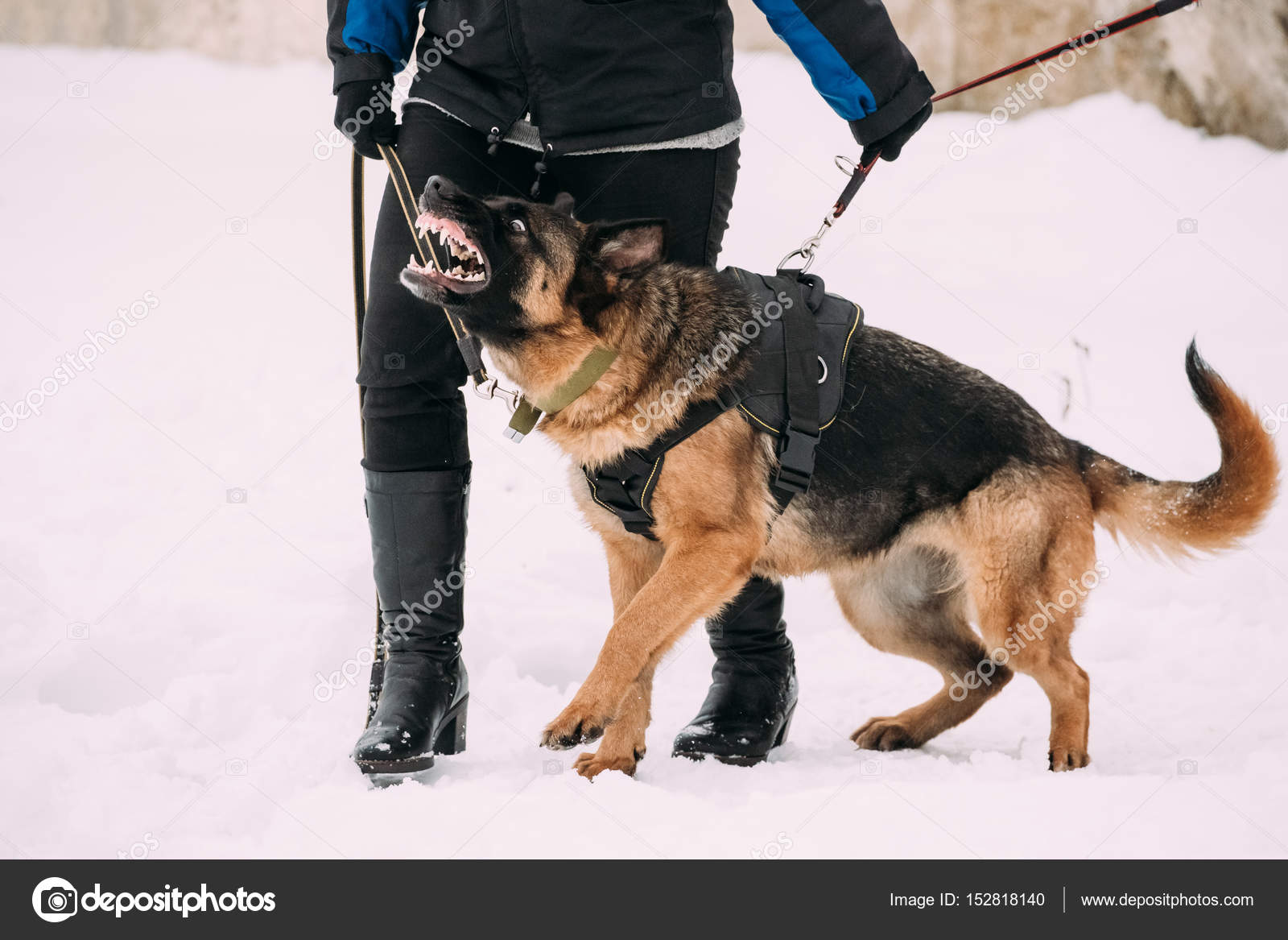 Formation Des Chiens Adultes De Race Berger Allemand Ou