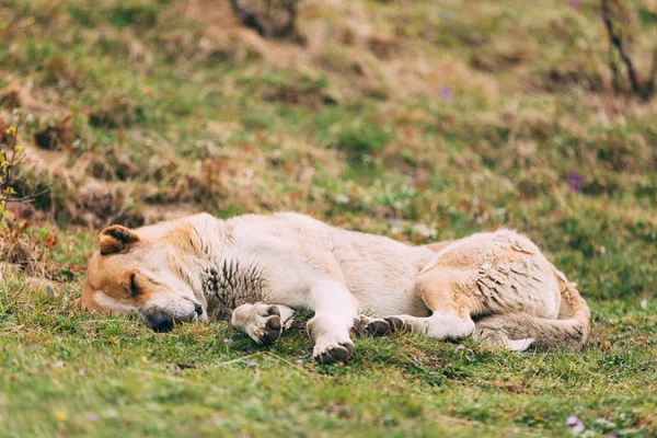 Central Asian Shepherd Dog Sleeping Outdoor.