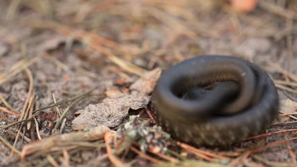 Травяная змея Натрикс Натрикс Адер в лесу Ранняя Весенняя Лес. Snake Moving A Coil — стоковое видео