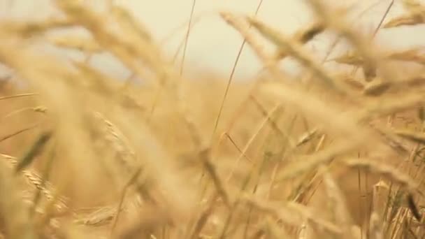 Gelbe Weizenohren Feld, das im Wind weht. Reiche Ernte Weizenfeld, frische Ernte von Weizenohren — Stockvideo