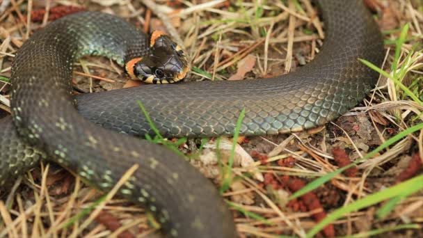 Травяная змея Натрикс Натрикс Змеиная голова Повышает обороноспособность в лесу Ранняя Весенняя Лес. Snake Moving A Coil — стоковое видео