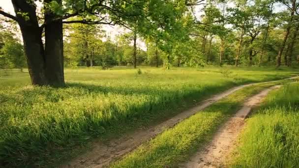 Letní Green Forest And. Venkovská cesta, Cesta, Cesta, Ulička, Cesta za slunečného dne. Vítr vánek víří trávu a větve dubu — Stock video