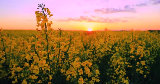 Sun Shining At Sunset Sunrise Over Horizon Of Spring Flowering Canola, Rapeseed, Oilseed Field Meadow Grass. Blossom Of Canola Yellow Flowers Under Dramatic Dawn Sky In Rural Landscape — Stock Video