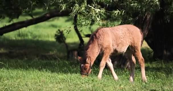 Junges Pferd weidet im Frühling oder Sommer auf der grünen Wiese in Waldnähe in Weißrussland — Stockvideo