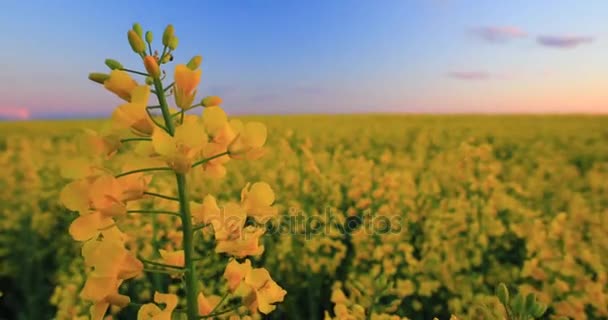 Ο ήλιος λάμπει στο ηλιοβασίλεμα Ανατολή πάνω από Horizon της άνοιξης ανθίζοντας Canola, κραμβόσπορος, ελαιόσπορος λιβάδι χόρτο. Άνθος του Canola Κίτρινα λουλούδια κάτω από τον ουρανό δραματική αυγή σε αγροτικό τοπίο. — Αρχείο Βίντεο