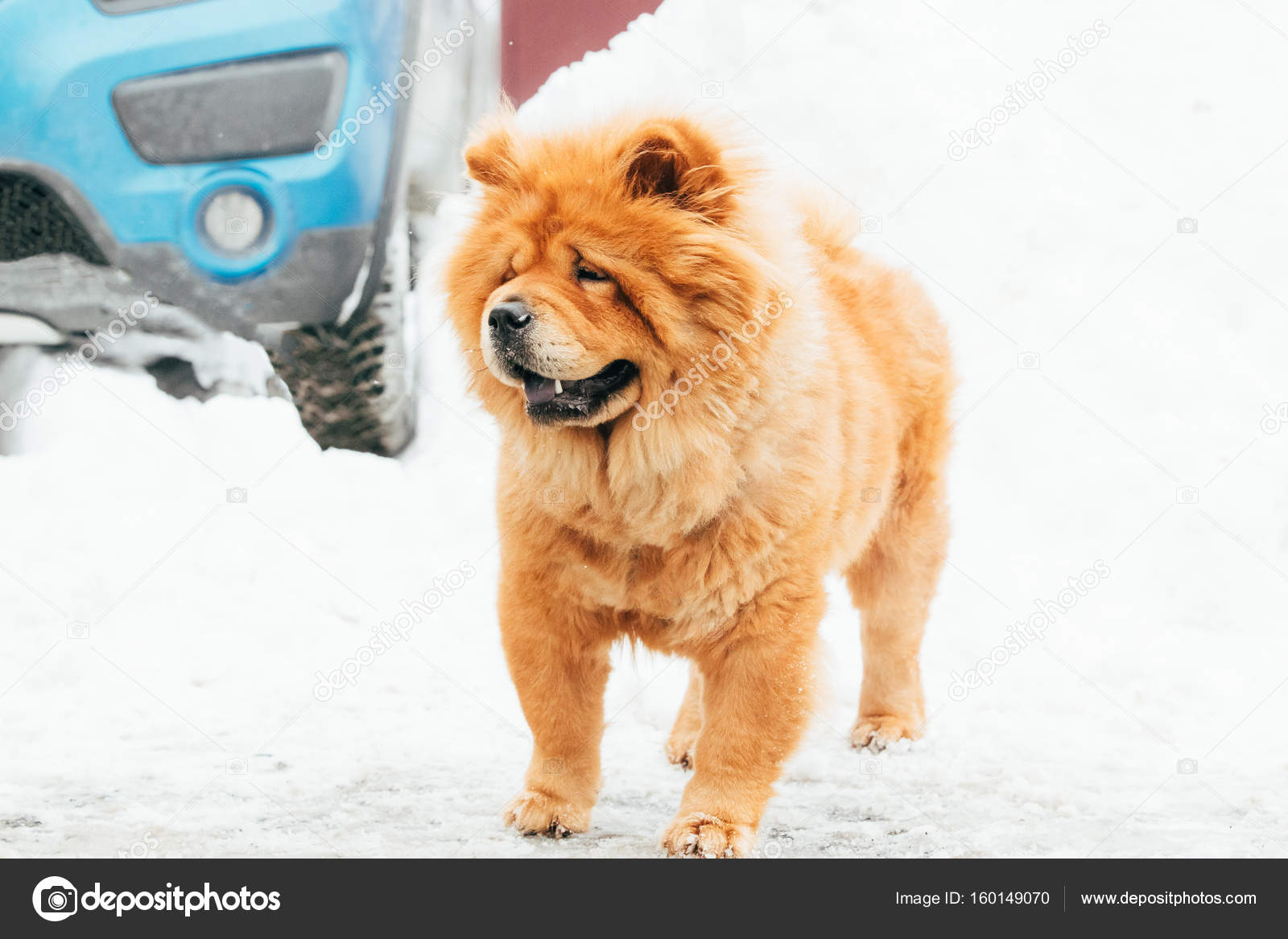 Dog Chow Chow Debout Dans La Neige à La Journée Dhiver