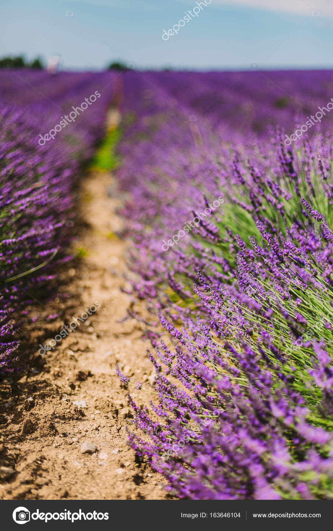 när blommar lavendel i provence när blommar lavendel i provence