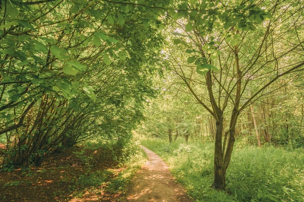 Beautiful Path Lane Walkway Way In Summer Forest. Healthy Walking In Park Between Woods, Trees