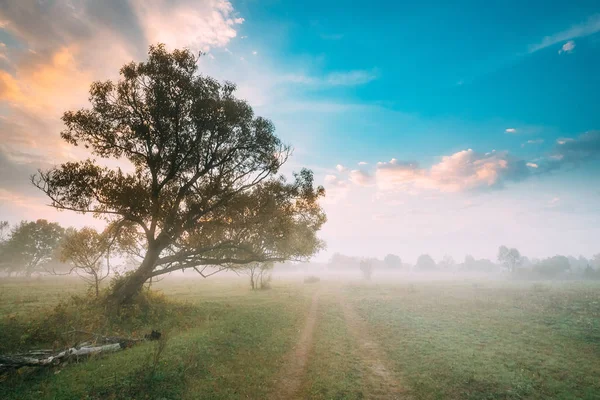 Tree Growing Near Country Road. Morning Sunrise Sky Over Misty Meadow Landscape. Autumn