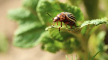 Colorado Patates Çizgili Böcek - Leptinotarsa Decemlineata Ciddi Patates Bitkilerinin Başbelasıdır
