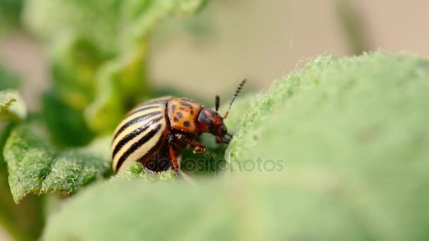 Colorado Potato Striped Beetle - Leptinotarsa Decemlineata jest poważnym szkodnikiem roślin ziemniaka — Wideo stockowe