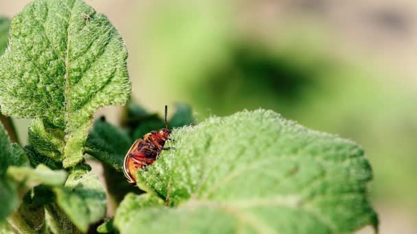 Colorado Potato Striped Beetle - Leptinotarsa Decemlineata Is A Serious Pest Of Potatoes Plants — Stock Video