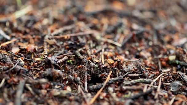 "Red Forest Ants Formica Rufa On A Fallen Old Tree Trunk". Муравьи движутся в муравейнике — стоковое видео