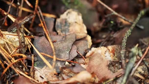 Mravenci z červeného lesa Formica Rufa na spadlém starém kmeni stromu. Mravenci pohybující se v mraveništi — Stock video