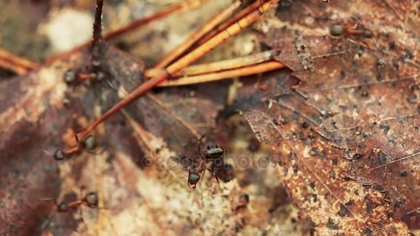 Mravenci z červeného lesa Formica Rufa na spadlém starém kmeni stromu. Mravenci pohybující se v mraveništi — Stock video