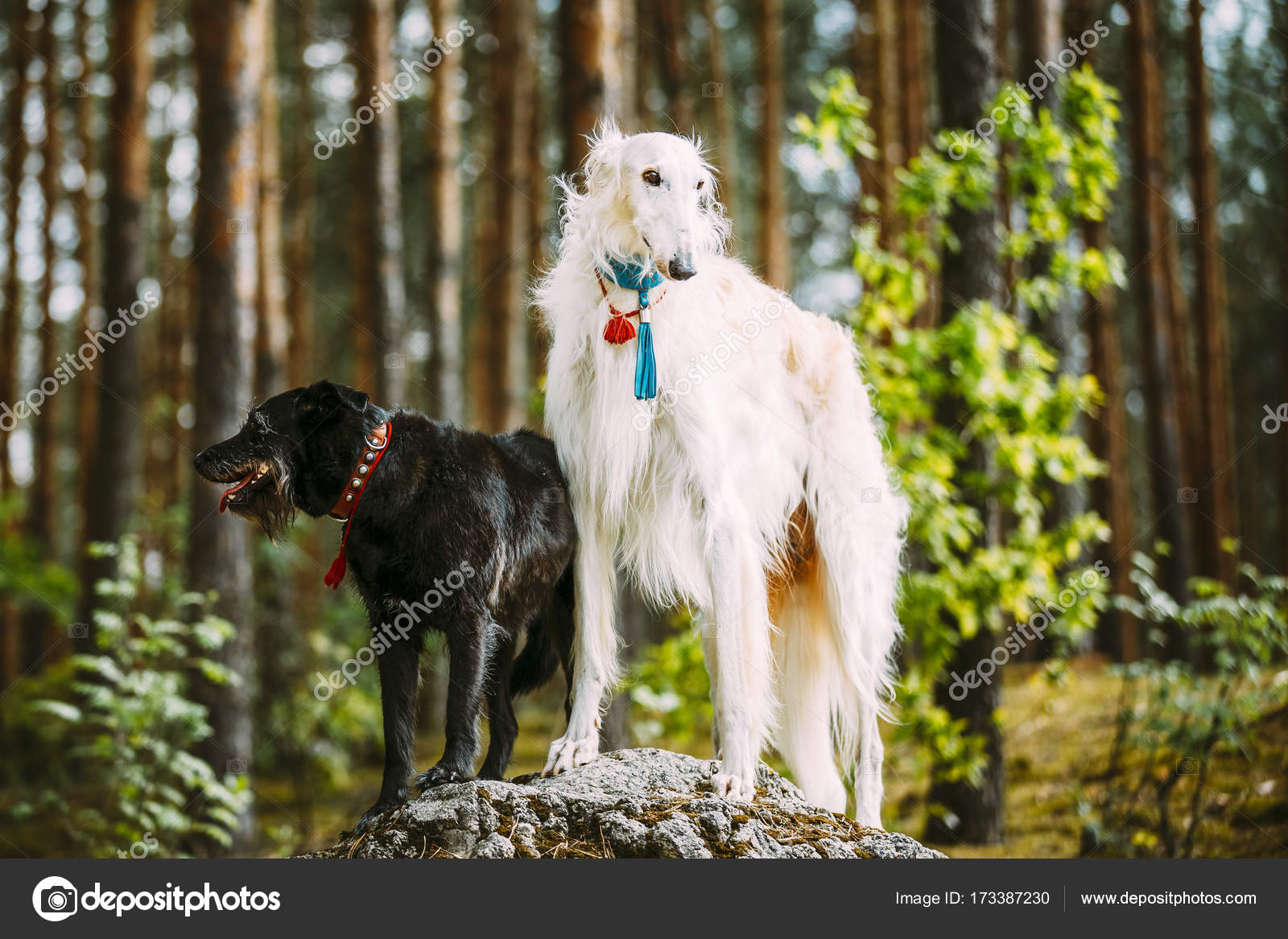 Barzoï Russe Blanc Et Noir De Petite Taille Chasse Mixte