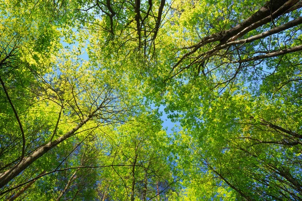 Sunny Canopy Of Tall Trees. Sunlight In Deciduous Forest, Summer