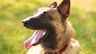 Malinois 'in köpeği dışarıda yeşil bahar otlarında oturur ve dinlenme eğitimi alır. İyi yetiştirilmiş ve eğitilmiş Belçika Malinois 'leri genellikle aktif, zeki, arkadaş canlısı, koruyucu, tetikte ve çalışkandırlar.