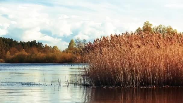 Tall Dry Grass Swayed In Wind In River Or Lake Landscape. Natureza da Europa Oriental — Vídeo de Stock