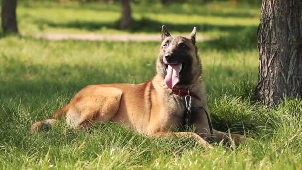Malinois Dog siedzieć na zewnątrz w zielonej wiosennej trawie i odpoczynku Trening oddychania. — Wideo stockowe