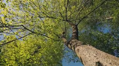 Tall Tree 'nin bahar örtüsü. Yaprak döken orman, güneşli bir günde yaz doğası. Taze yeşil yapraklı ağacın üst dalları. Düşük Açı Görünümü. Ormana bakıyorum. Yeşillik, Yeşil Renk