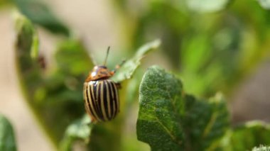 Bekar Colorado Patates Çizgili Böceği - Leptinotarsa Decemlineata Patates Bitkisi üzerinde emekliyor. Ciddi Patates Bitkisi Başbelası