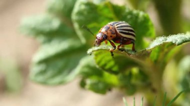 Bekar Colorado Patates Çizgili Böceği - Leptinotarsa Decemlineata Patates Bitkisi üzerinde emekliyor. Ciddi Patates Bitkisi Başbelası