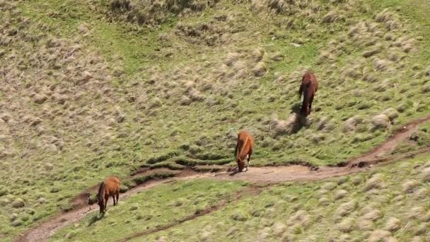 Cavalli che pascolano sul pendio verde della montagna in primavera nelle montagne della Georgia — Video Stock