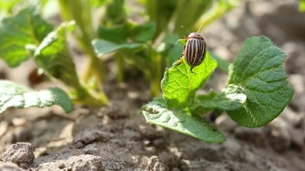 Одноместный Колорадо картофельно-полосатый жук - Leptinotarsa Decemlineata Crawling On Potato Plant. Серьезный вредитель картофельных растений — стоковое видео