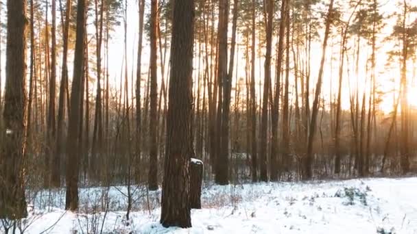 Splendido tramonto sole all'alba sole nella soleggiata foresta di conifere innevate invernali — Video Stock