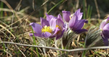 Vahşi Bahar Çiçekleri Pulsatilla Patens. Ranunculaceae Ailesindeki Çiçek Bitkisi, Avrupa, Rusya, Moğolistan, Çin, Kanada ve Amerika Birleşik Devletleri Yerlisi