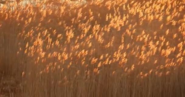 Lång torr gräs svajade i vinden i ängslandskapet. Östeuropas natur — Stockvideo