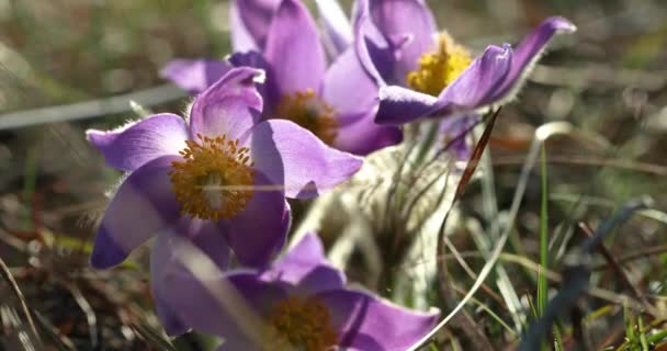 Άγρια Άνοιξη Λουλούδια Pulsatilla Patens. Ανθοφόρο φυτό στην οικογένεια Ranunculaceae, ενδημικό στην Ευρώπη, Ρωσία, Μογγολία, Κίνα, Καναδάς και Ηνωμένες Πολιτείες — Αρχείο Βίντεο