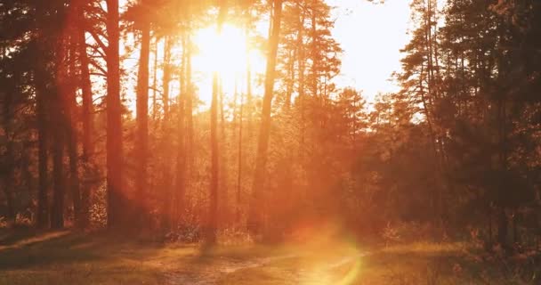 De zon schijnt over Forest Lane, Country Road, Path, Walkway Through Pine Forest. Zonsondergang Zonsopgang In het Zomerwoud Bomen — Stockvideo