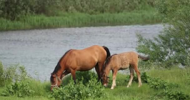 Paard en veulen Jonge paarden grazen op groene weide in de buurt van de rivier in het voorjaar of de zomer — Stockvideo