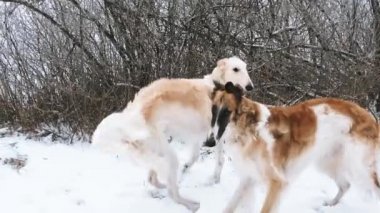 İki Rus Kurt Tazısı Russkaya Psov 'u arıyor.