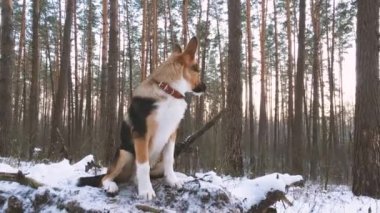Karışık Melez Köpek Yavrusu Sunset 'e mi Sunrise In Sunny W' a mı bakıyor?