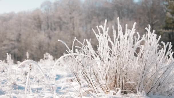 Прекрасный снежный белый лес в зимний морозный день. Зимний лес — стоковое видео