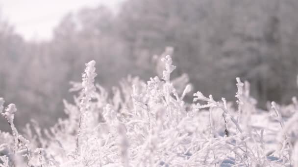 Piękny śnieżnobiały las w zimowy mroźny dzień. Zimowy mróz — Wideo stockowe