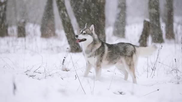 Joven perro Husky siberiano corriendo al aire libre en el bosque nevado de invierno . — Vídeo de stock