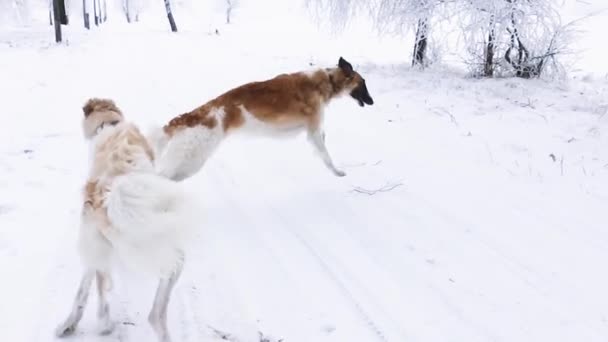 Zwei russische Wolfhunde jagen Windhund Russkaja Psow — Stockvideo