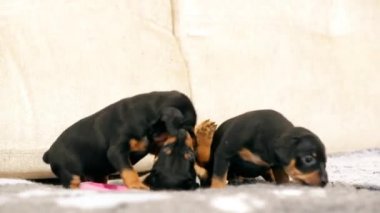 Üç Küçük Siyah Minyatür Pinscher Zwergpinscher, Min Pin Pupp